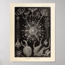 Recherche de natuur posters Kunstformen der natur