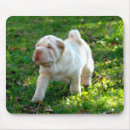 Recherche de pei shar électronique Chiot