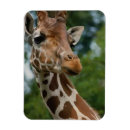 Recherche de amateur magnets Nature