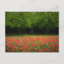 Recherche de arbre tulipe cartes postales Tulipes