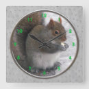 Recherche de écureuil gris horloges Animaux