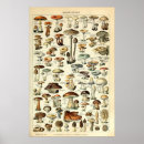 Recherche de fungi posters Mushrooms