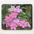 Recherche de fleur de clématite Photographie