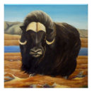Recherche de muskox posters Faune