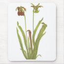 Recherche de carnivore tapis souris Plante