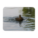 Recherche de canard magnets Pour elle