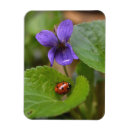 Recherche de viola magnete Fleur