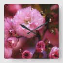 Recherche de fleurs roses horloges Nature