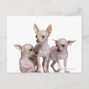 Recherche de veterinary posters Domestic animals