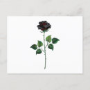 Recherche de bourgeons roses cartes postales Noir