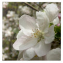 Recherche de blossom carreaux Arbre