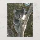 Recherche de koala câlin cartes postales Faune
