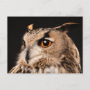 Recherche de eurasien posters Photographie