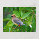 Recherche de jaseur cartes postales Nature