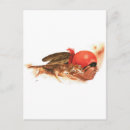 Recherche de loup indien posters Guerrier