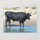 Recherche de bos cartes postales Taureau