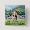 Recherche de petit poney badges Animaux