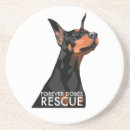 Recherche de dobe Pinscher de dobermann