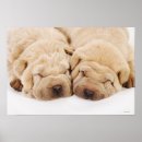 Recherche de chien shar de pei art Animaux