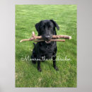 Recherche de lab” posters Chien