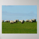 Recherche de moutons posters Amoureux des moutons
