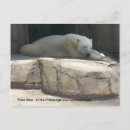 Recherche de animaux zoo cartes postales Ours