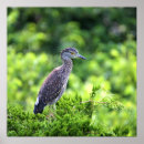 Recherche de juvénile posters Faune