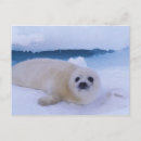 Recherche de hareng cartes postales Canada