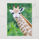Recherche de girafe photo cartes postales Tête