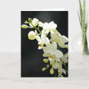 Recherche de orchidée blanche vœux cartes D'anniversaire
