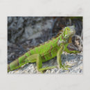 Recherche de dragon vert cartes postales Reptile