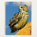 Recherche de eurasien Hibou