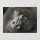 Recherche de singe femelle posters Beringei