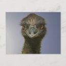 Recherche de autruche drôle cartes postales Faune