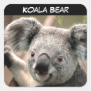Recherche de koala australien autocollants Animal