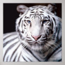 Recherche de copie de grand chat posters Animal sauvage