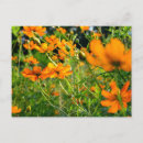 Recherche de fleur cosmos cartes postales Été