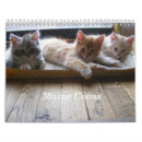 Recherche de chaton de ragondin Chatons