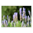 Recherche de dof Blanc