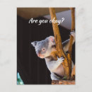 Recherche de koala drôle cartes postales Animal
