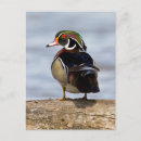 Recherche de buche cartes postales Superstock