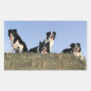 Recherche de chien à bord autocollants Chiens