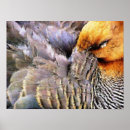 Recherche de canards sauvages posters Faune