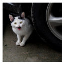 Recherche de moustaches posters Chat