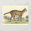 Recherche de serval cartes postales Chat