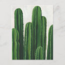 Recherche de de cactus cartes postales Vert