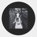 Recherche de fumée autocollants Chien