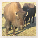 Recherche de bison dessous de verres Troupeau