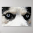 Recherche de husky posters Amoureux des chiens