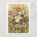 Recherche de orchidée cartes postales Vintage